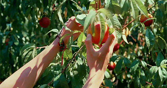 Fruit Trees